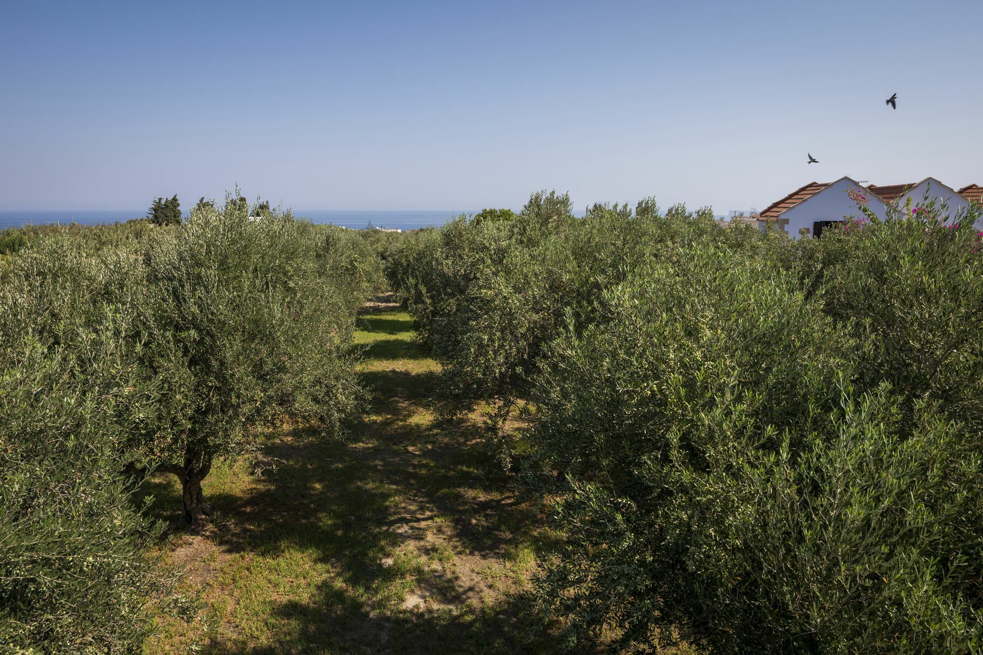 Orionas Village Kato Daratso Exterior foto